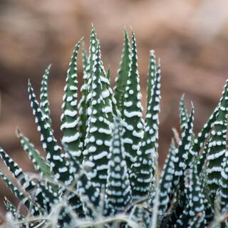 Costa Farms Haworthia Indoor Succulent Assortment in 4 in. Grower Pot Avg. Shipping Height 5 in. Tall  (3-Pack) 4SUCHAWGROW3PK