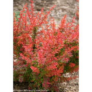 PROVEN WINNERS 4.5 in. qt. Sunjoy Tangelo Barberry (Berberis) Live Shrub Orange and Green Foliage BEBPRC1067800