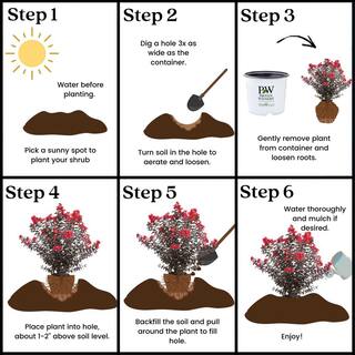 PROVEN WINNERS 2 Gal. Center Stage Red Crape Myrtle Tree with Bright Red Flowers 16887