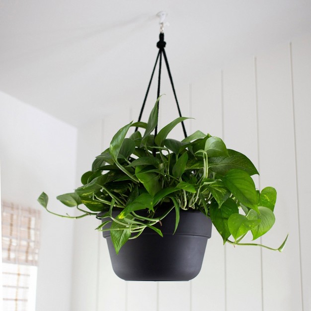 Wide Dura Cotta Hanging Basket