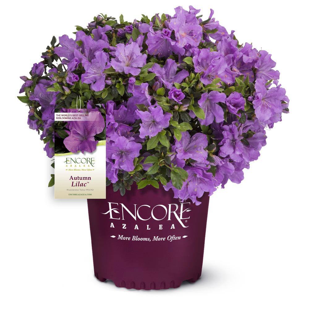 ENCORE AZALEA 1 Gal. Autumn Lilac Encore Azalea Shrub with Lavender Purple Reblooming Flowers 80331
