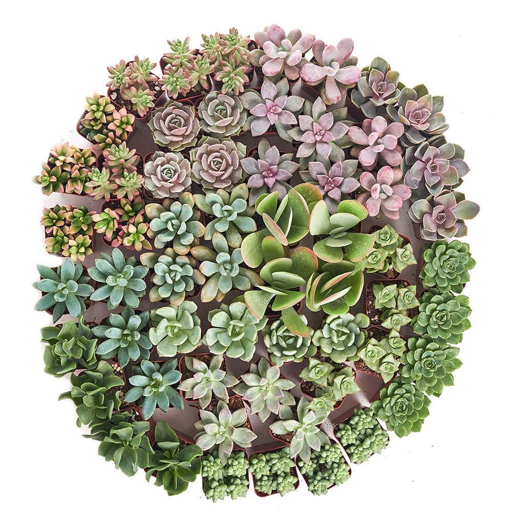 Shop Succulents 2 in. Premium Pastel Succulent (Collection of 100) P100