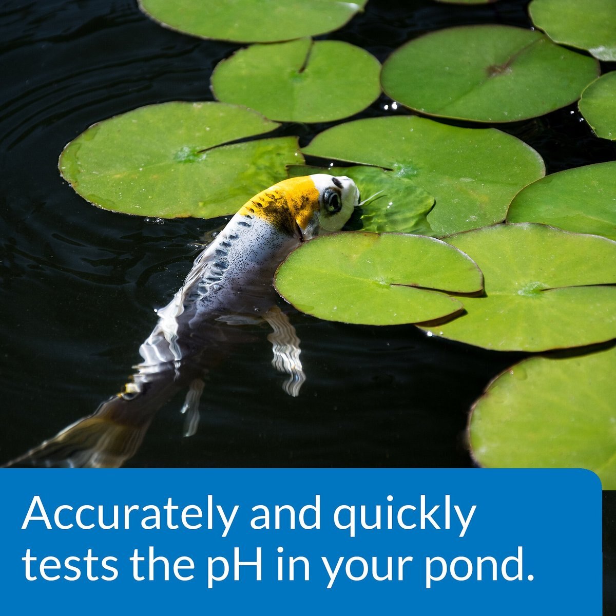 API Pond Wide Range pH Test Kit 160-Test Pond Water Test Kit