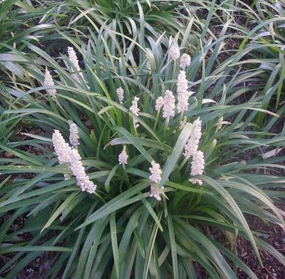 Classy Groundcovers - Liriope muscari 'Monroe White' Liriope muscari 'Monroe's #1' {50 Bare Root Plants}