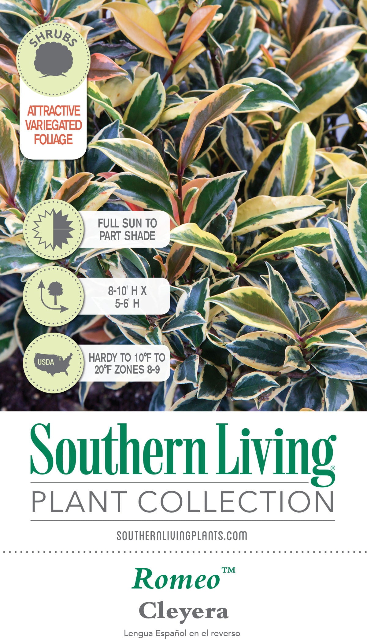 Romeo Cleyera (2 Gallon) Variegated Evergreen Shrub with Green and Creamy-White Foliage - Full Sun to Part Shade Live Outdoor Plant - Southern Living Plant Collection