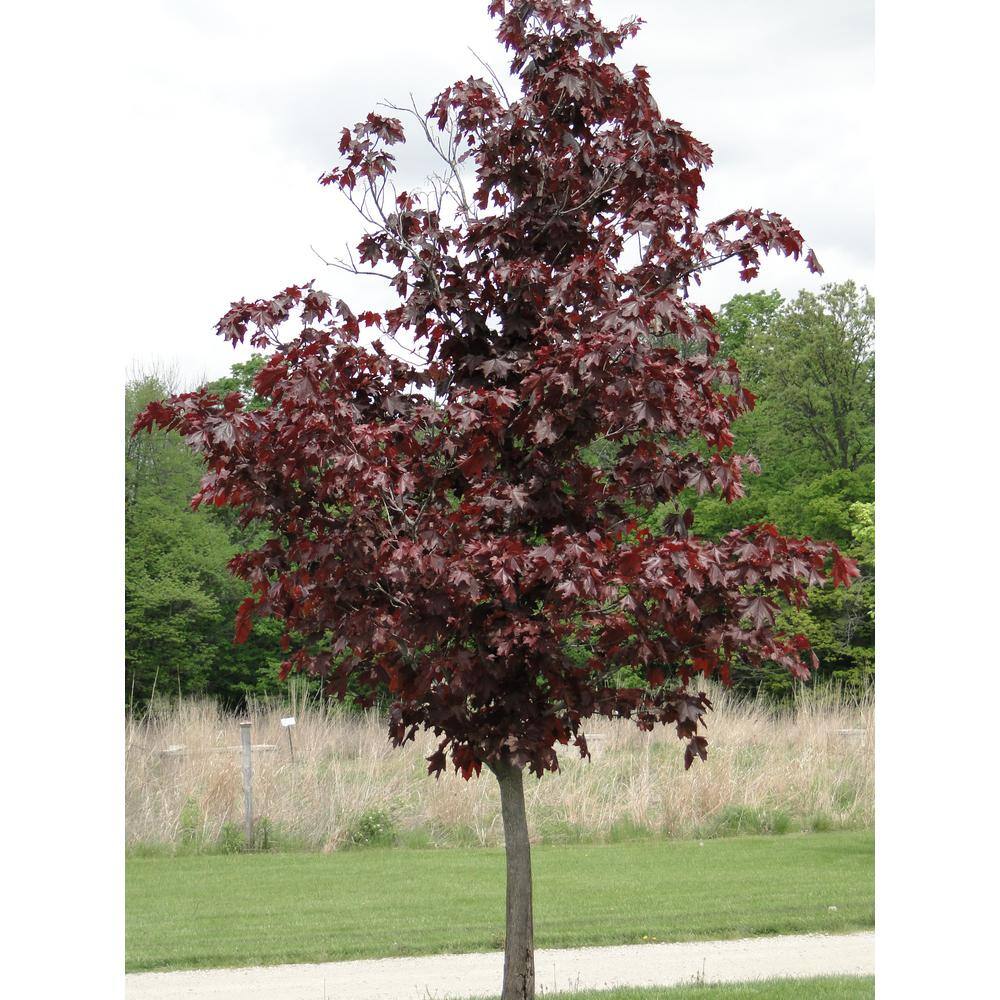 Online Orchards Crimson King Maple Tree Bare Root SHNM001