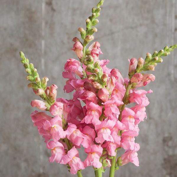 Antirrhinum, Snapdragon (Pink) - Plant