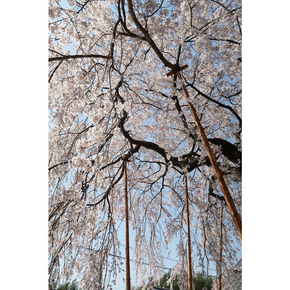 Online Orchards Snow Fountain Weeping Cherry Tree Bare Root FLWC001