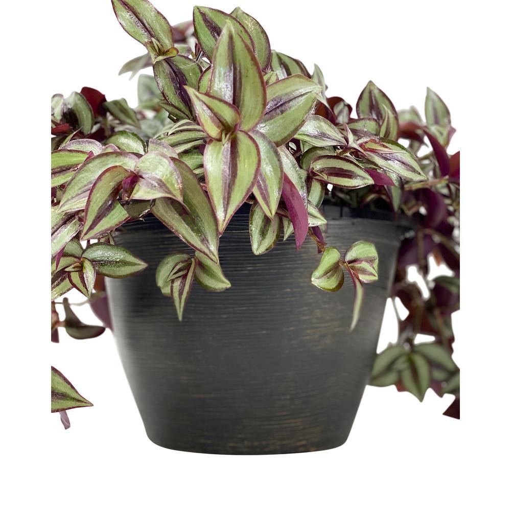 Vigoro 1.8 Gal. Tradescantia Plant in 11 in. Hanging Basket DC11HBWANJEW