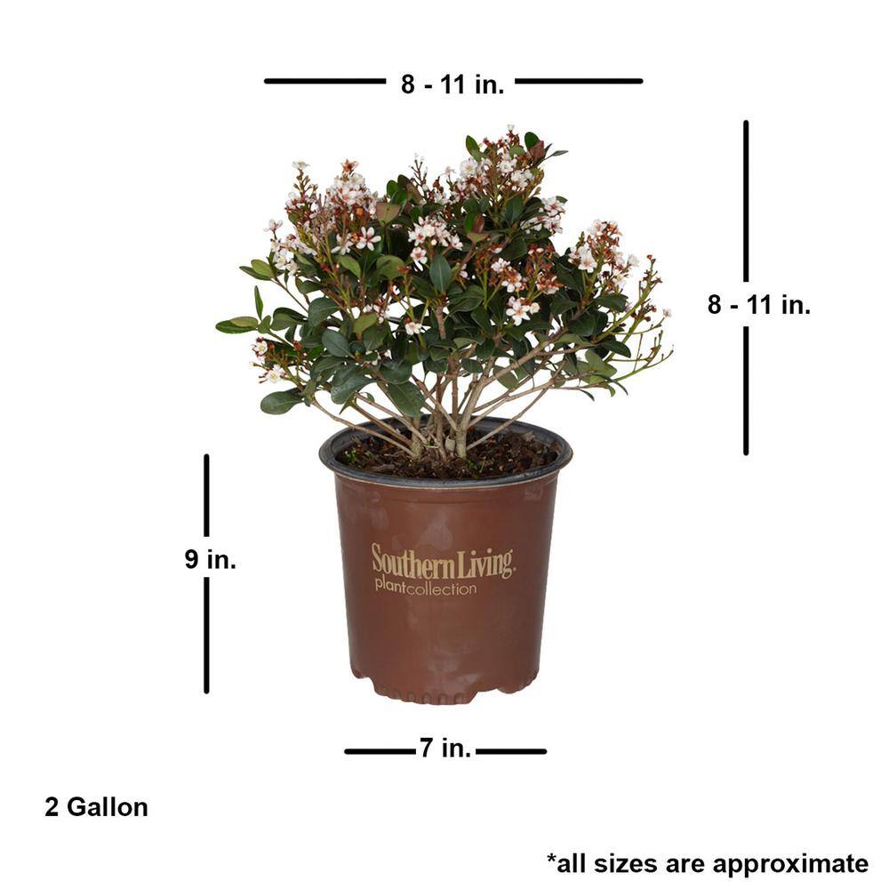 SOUTHERN LIVING 2 Gal. Spring Sonata Indian Hawthorn Live Evergreen Shrub White Flower Clusters 51692