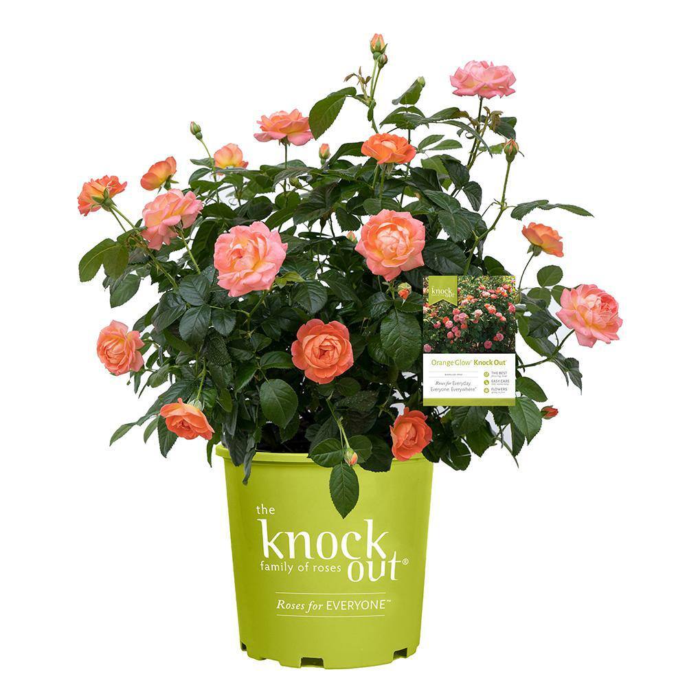 KNOCK OUT 1 Gal. Orange Glow Knock Out Rose Bush with Orange Flowers 17626