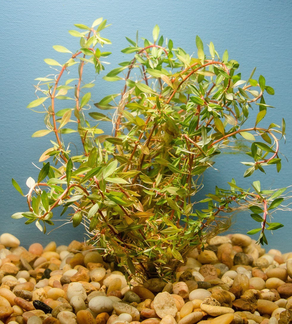 Vietnamese Rotala (Vietnam Hr'a) Bunch Live Aquarium Plants BUY2 GET1 FREE