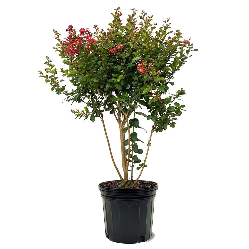 GARDEN DEBUT 7 Gal. Colorama Scarlet Red Flowering Deciduous Crape Myrtle Tree CRMSCA07G