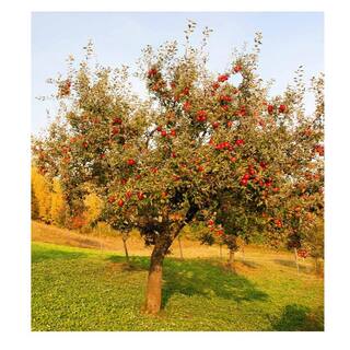 Southern Living 5 gal. Aomori Red Delicious Apple Tree APPAOM05G