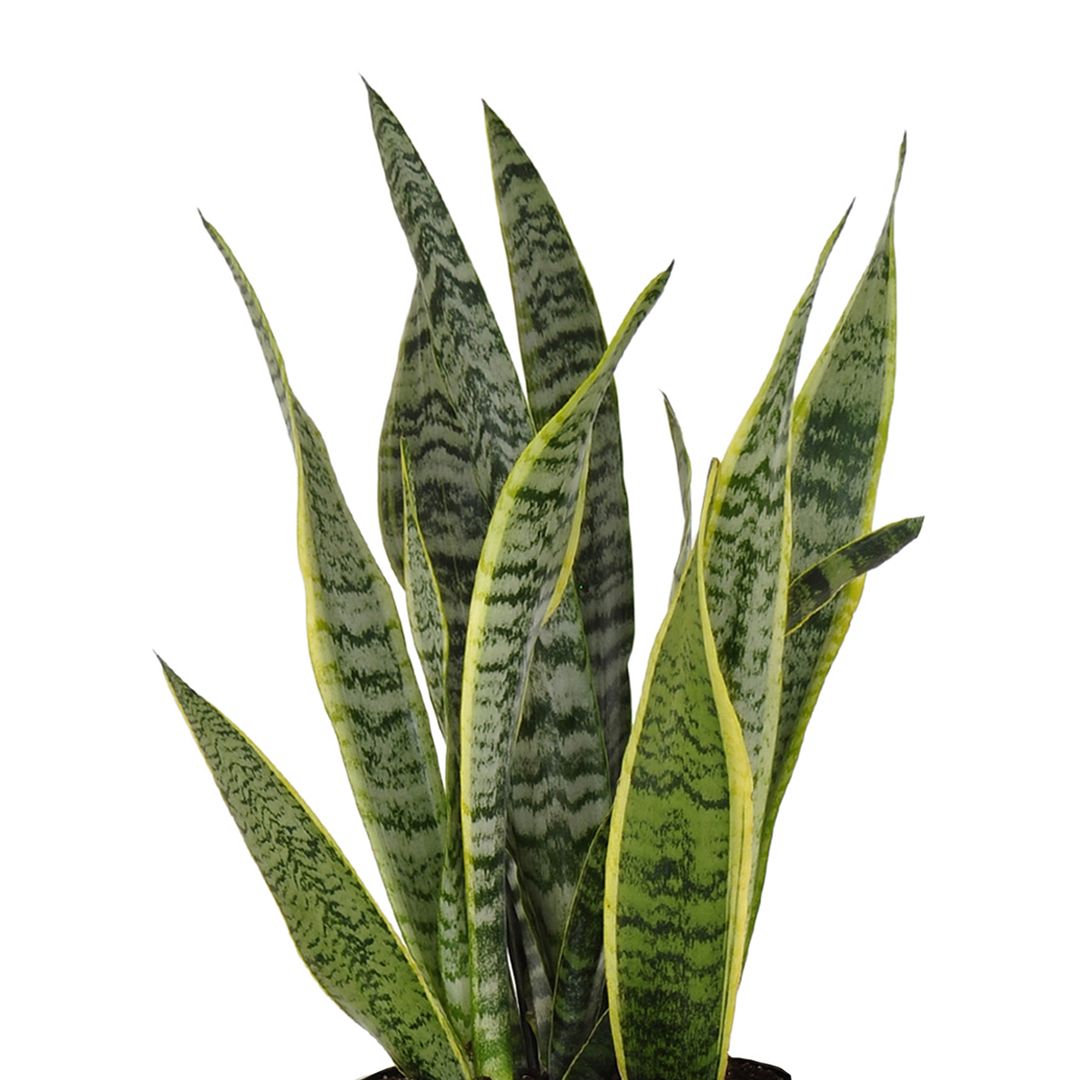 United Nursery Live Sansevieria Laurentii Houseplant 24-28in Tall in 10 inch Terracotta Bayside Decor Pot