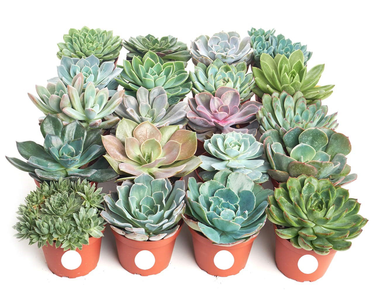 Home Botanicals 4 Inch Rosette Succulent Collection Succulent (Collection of 20)