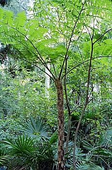 Australian Tree Fern - Cyathea cooperi - Exotic - 6