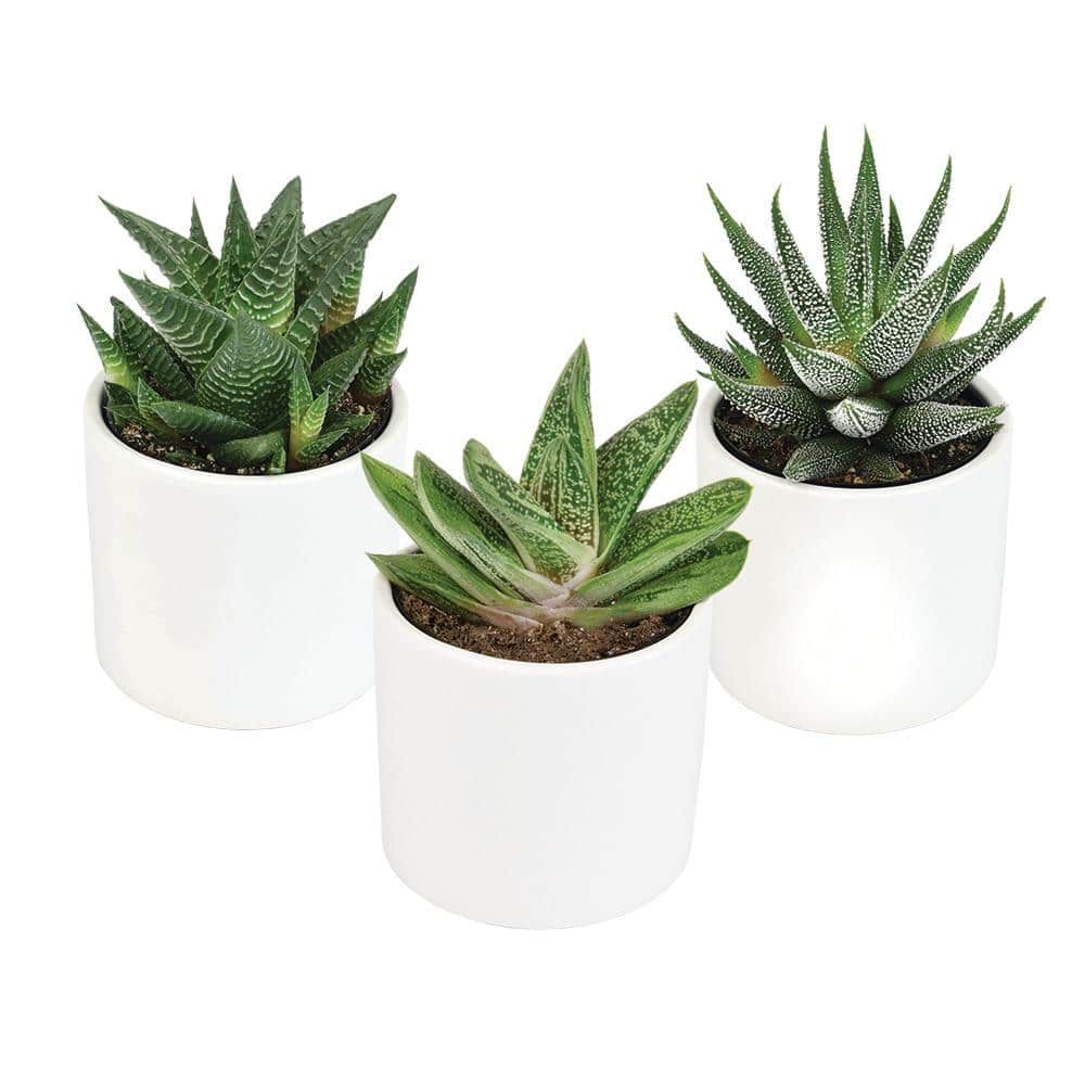 SMART PLANET 3Pk 2.5 in. Lolite Haworthia and Gasteria Succulents in Matte White Cylindrical Decco Pot 0880096