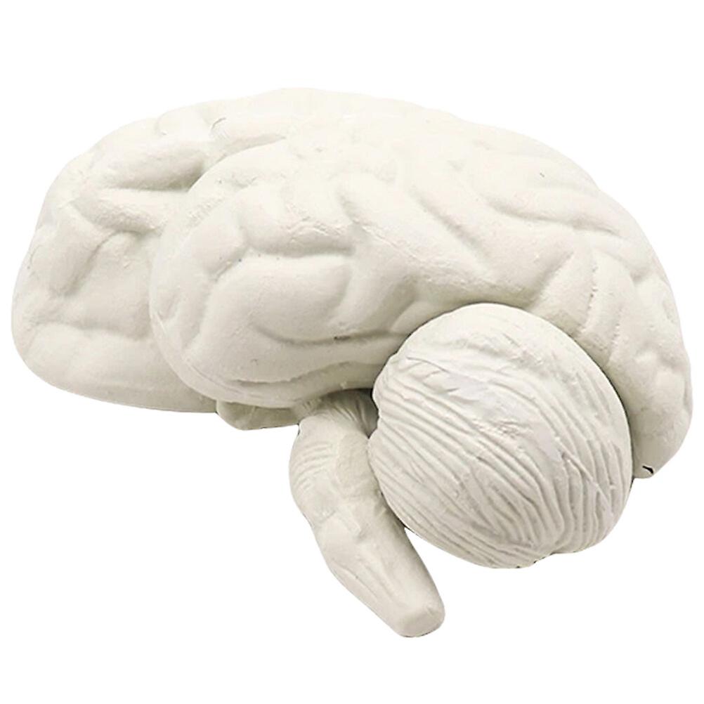 Brain Model Toy Simulation Human Anatomy Model  Trick Prop Kids Brain Shape Learning