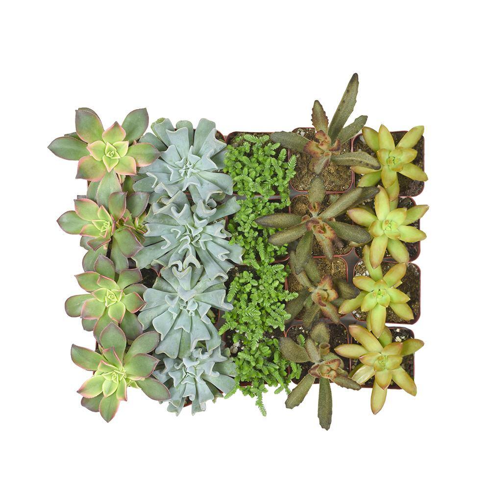 SMART PLANET 2 in. Assorted Mini Succulent (20-Pack) 0881145