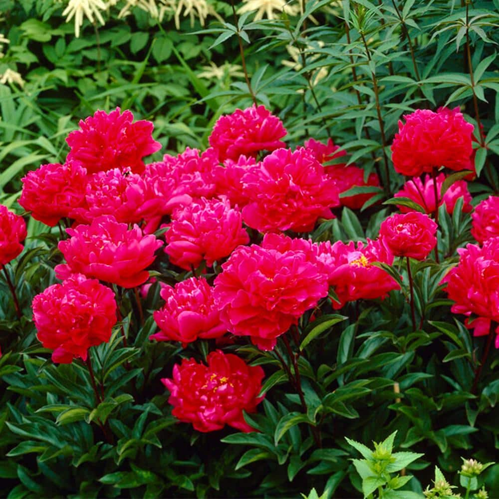 Garden State Bulb 23 Eyes Karl Rosenfield Peony Flower Bulbs Bare Roots (Bag of 9) ECS-71-09-03