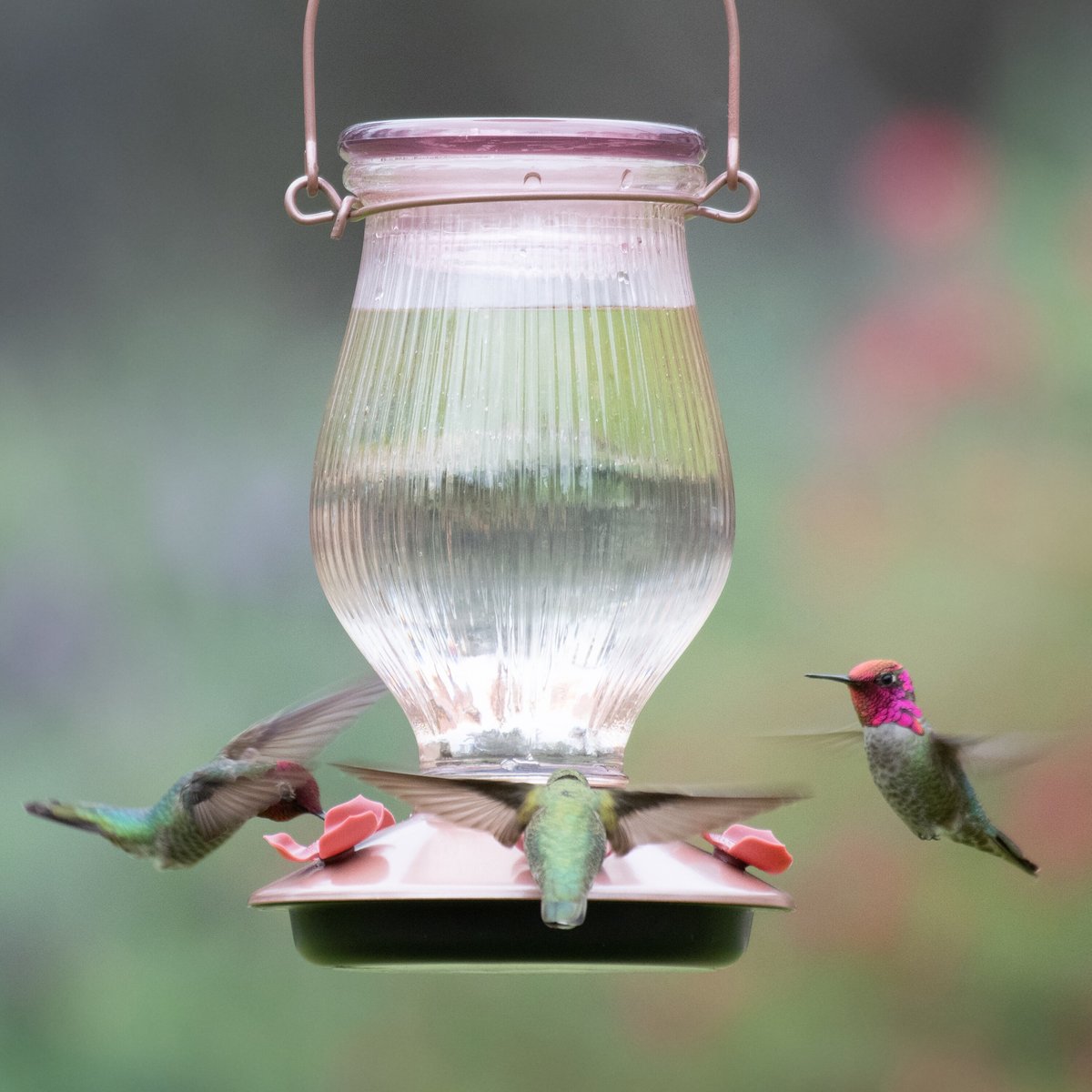 Perky-Pet Rose Gold Top-Fill Glass Hummingbird Feeder