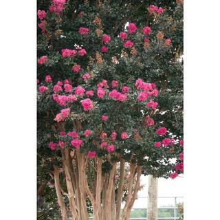 FIRST EDITIONS 3 Gal. Plum Magic Crape Myrtle Flowering Shrub with Fuchsia Pink Flowers CRMPLU03G