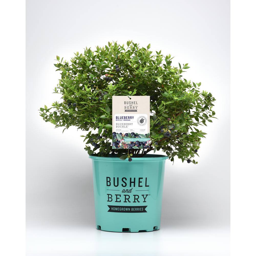 BUSHEL AND BERRY 1 Gal. Bushel and Berry Blueberry Buckle Blueberry Live Plant HD1665