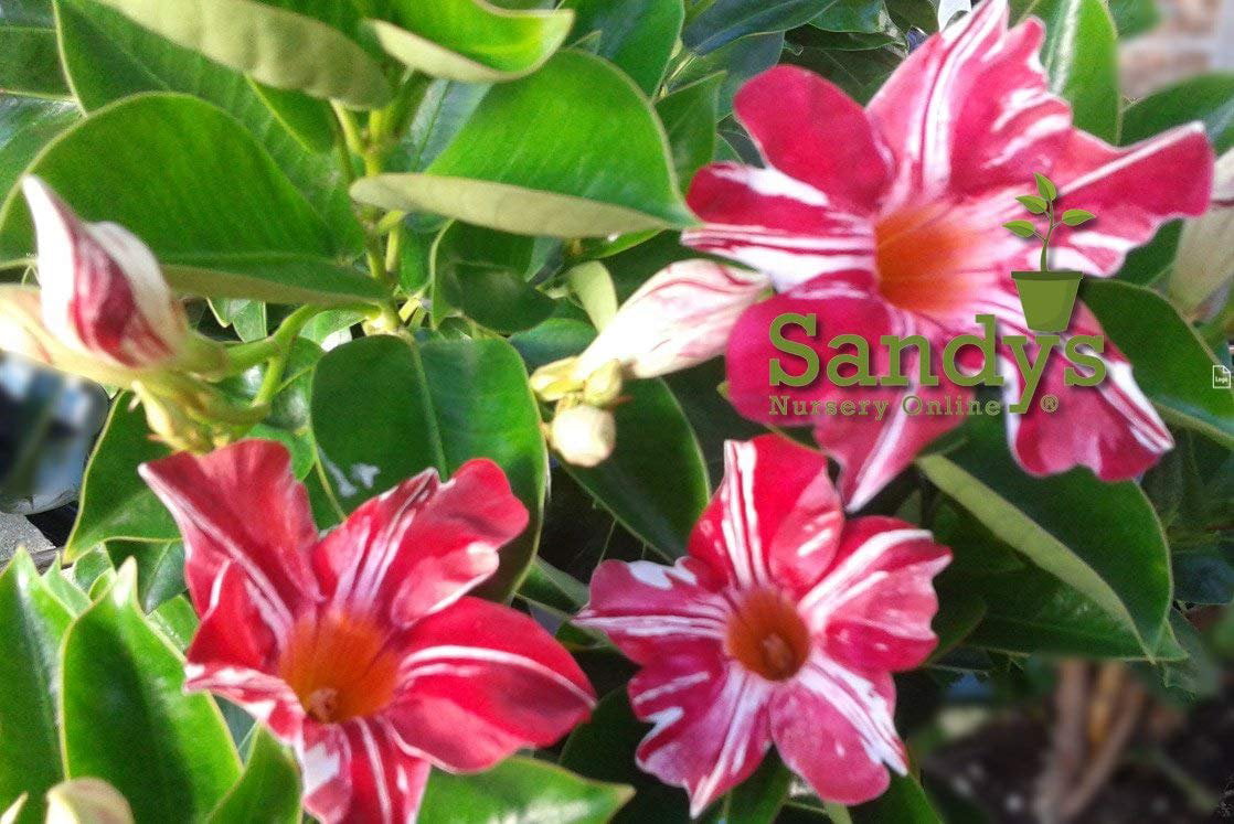 Mandevilla Stars and Stripes Red and White 3 inch pot