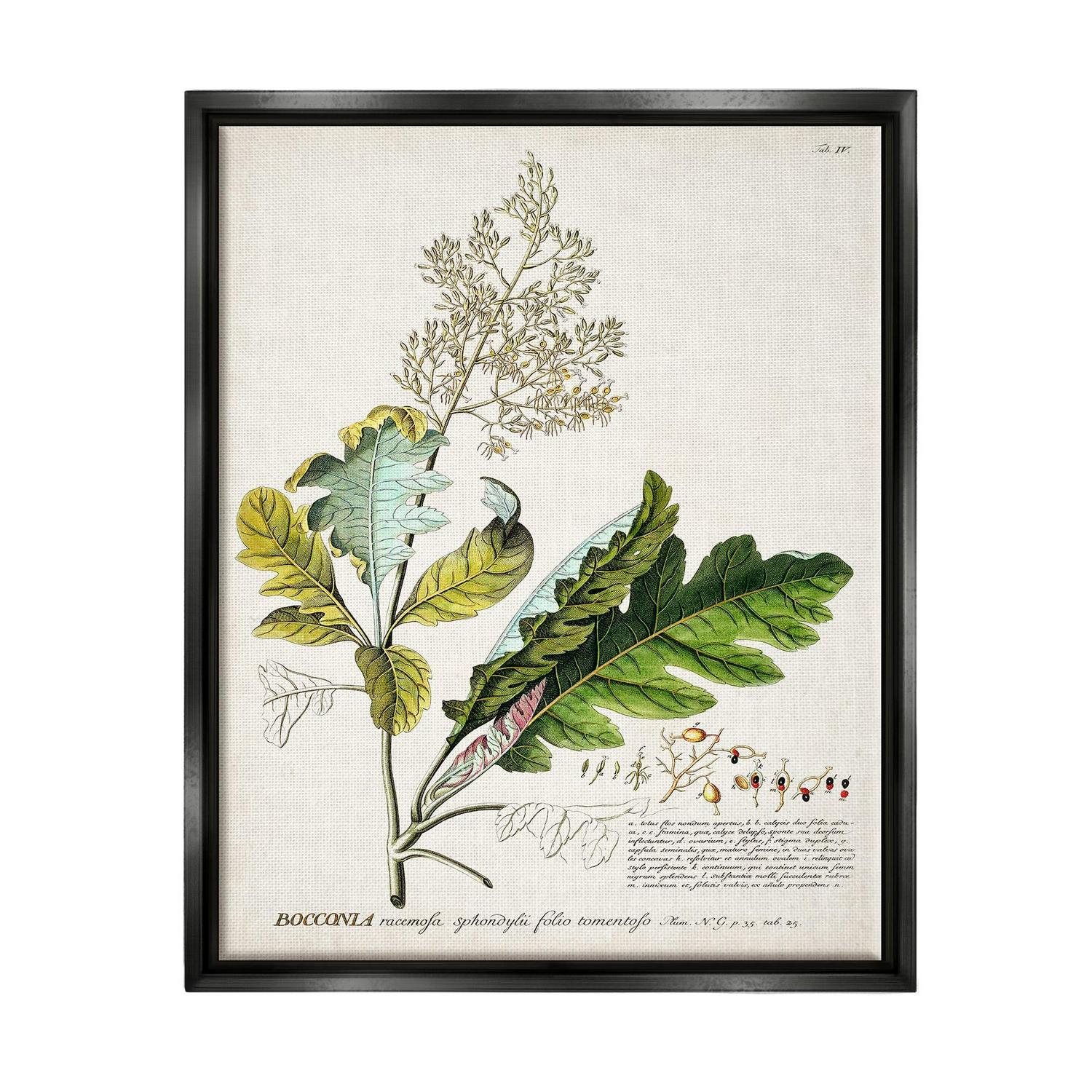 Stupell Industries Botanical Plant Illustration Leaves Vintage Design Jet Black Framed Floating Canvas Wall Art 1621520 by World Art Group  Crowdfused