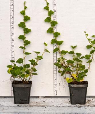 Classy Groundcovers - Creeping Raspberry， Creeping Bramble， Creeping Rubus， Crinkle-leaf Creeper， Emerald Carpet {25 Pots - 3 1/2 inch Square}