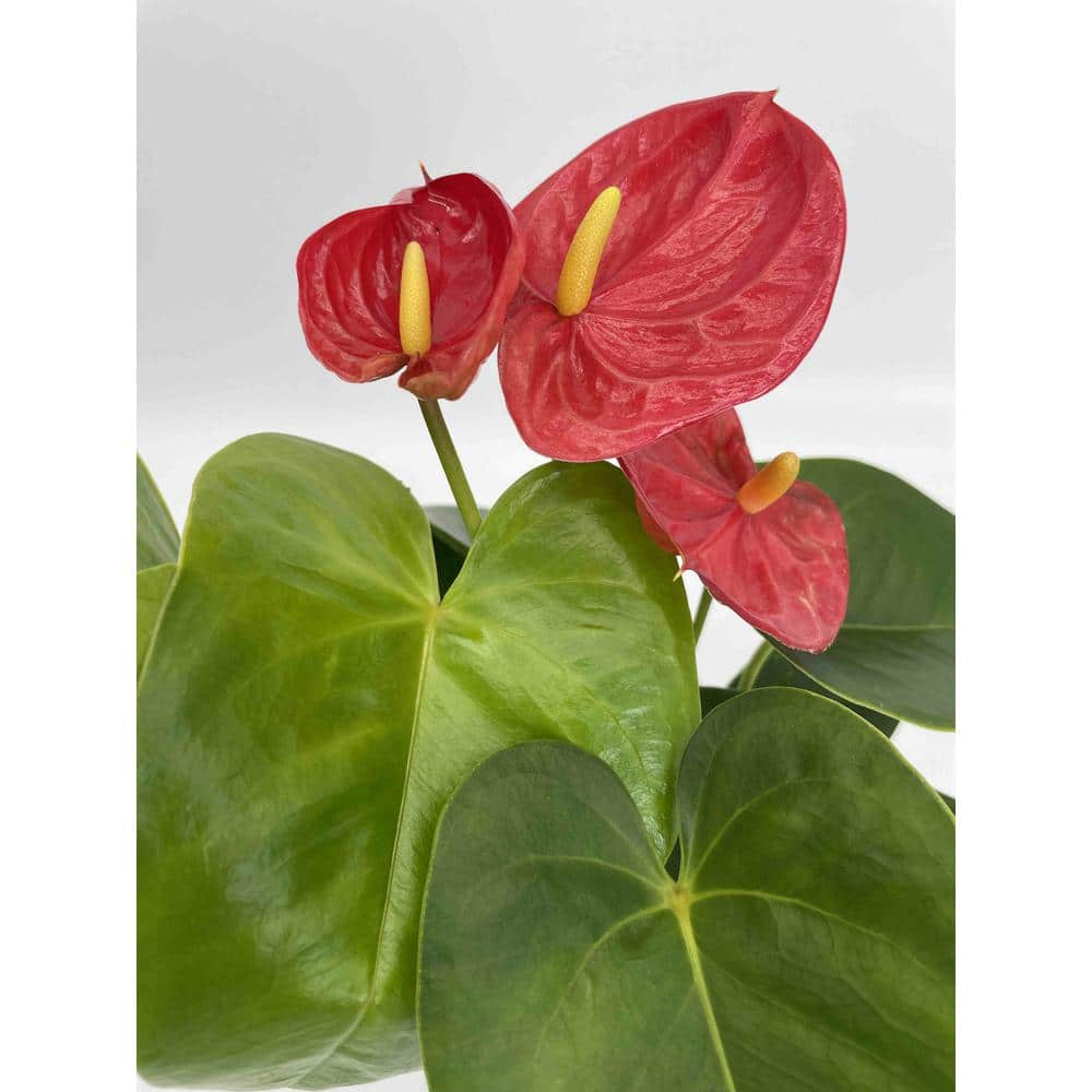 EVERBLOOM GROWERS INC. 5 in. Anthurium Assorted Plant 5ANTASS