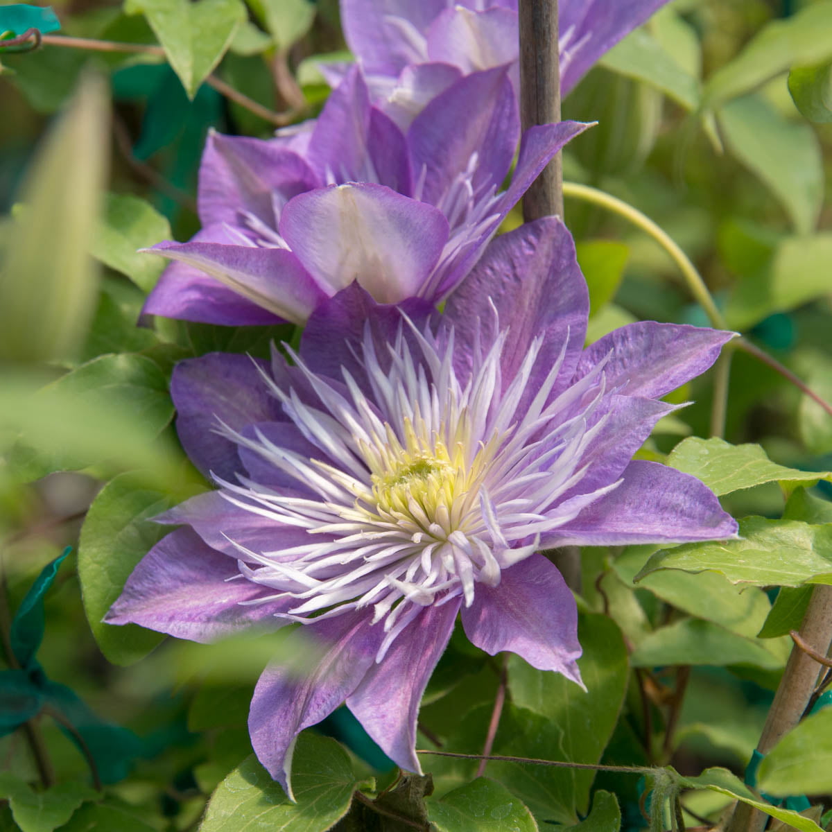 Crystal Fountain Clematis Vine， Bare Root Starter Perennial Plant (1-Pack)