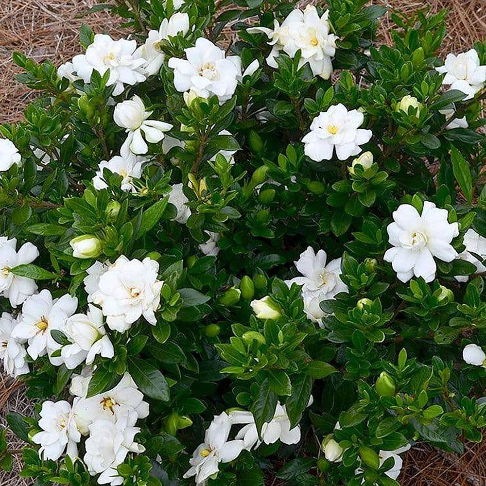 2.25 Gal. Gardenia Frostproof Shrub with White Flowers 14820