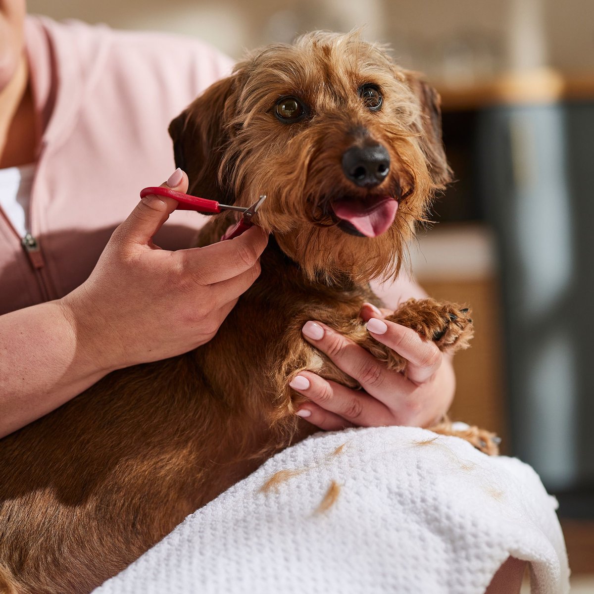 Le Salon Essentials Dog Face Trimming Scissors