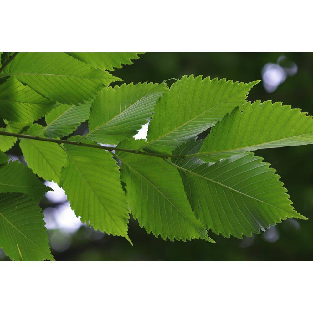 Online Orchards 3 ft. American Elm Tree with Graceful Weeping Branches and Gold Fall Foliage SHEM001