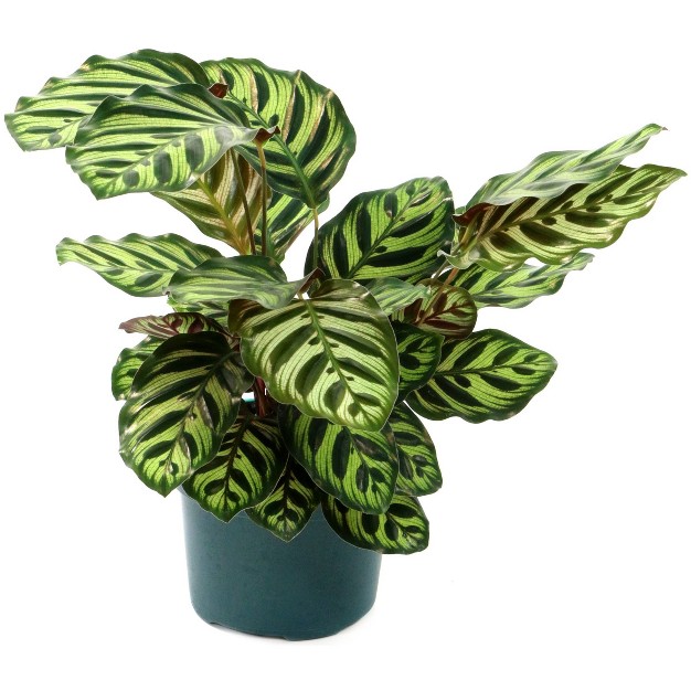 Calathea Peacock Plant - National Plant Network