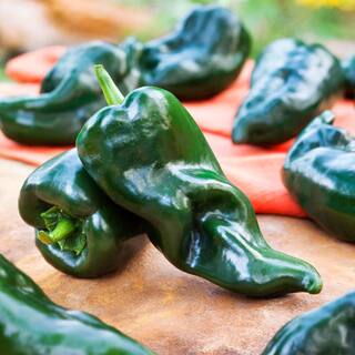 Bonnie Plants 19 oz. Poblano Ancho Pepper Plant 3600