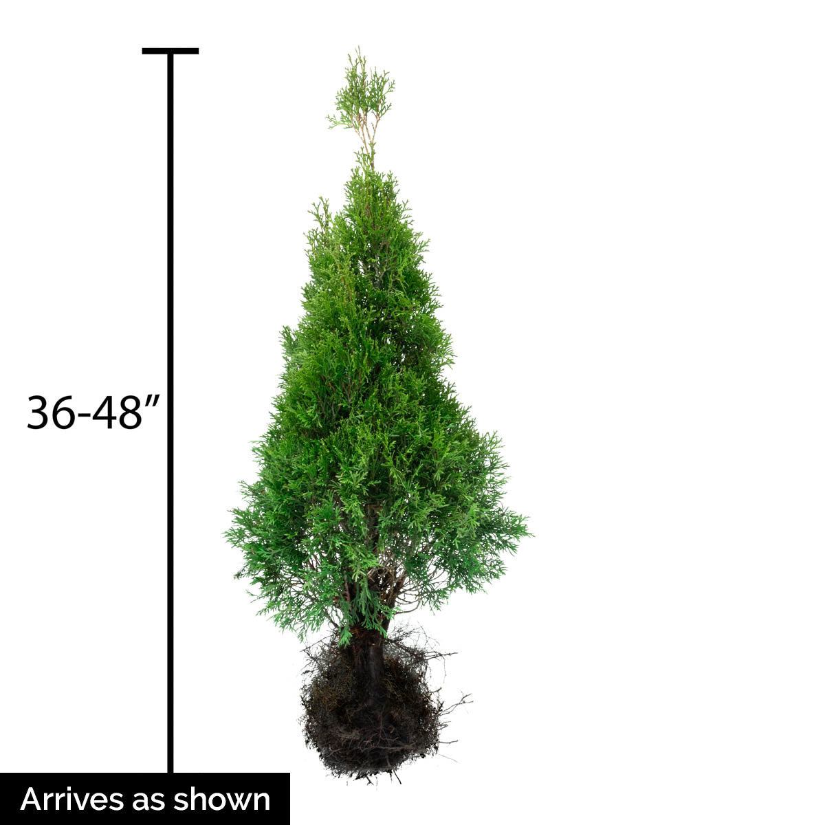 Emerald Green Arborvitae， Bare Root Evergreen Shrub， 36 to 42 inches tall， 1-Pack