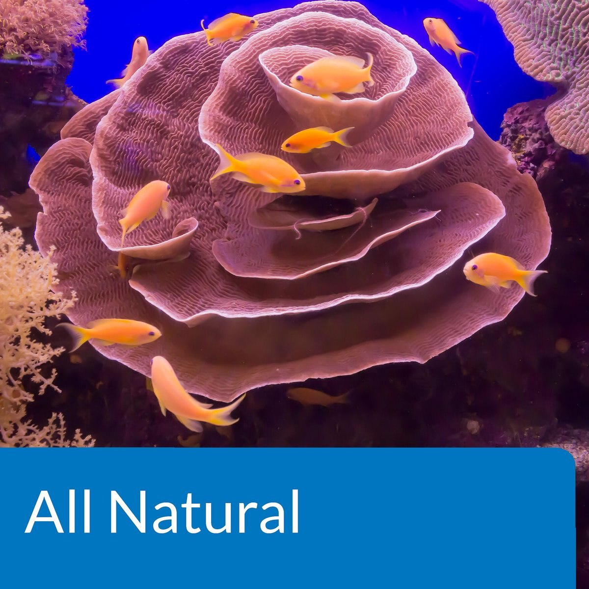 API Marine Stress Zyme Saltwater Aquarium Cleaning Solution