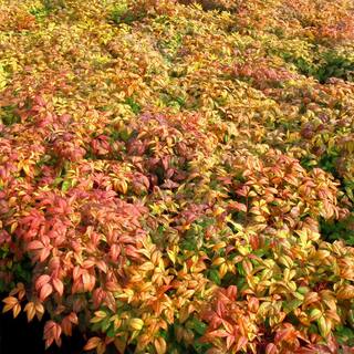 national PLANT NETWORK 2.25 Gal. Nandina Fire Power Shrub HD1076