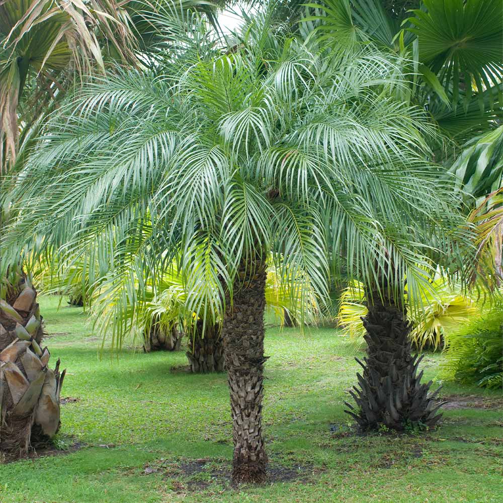 Pygmy Date Palm