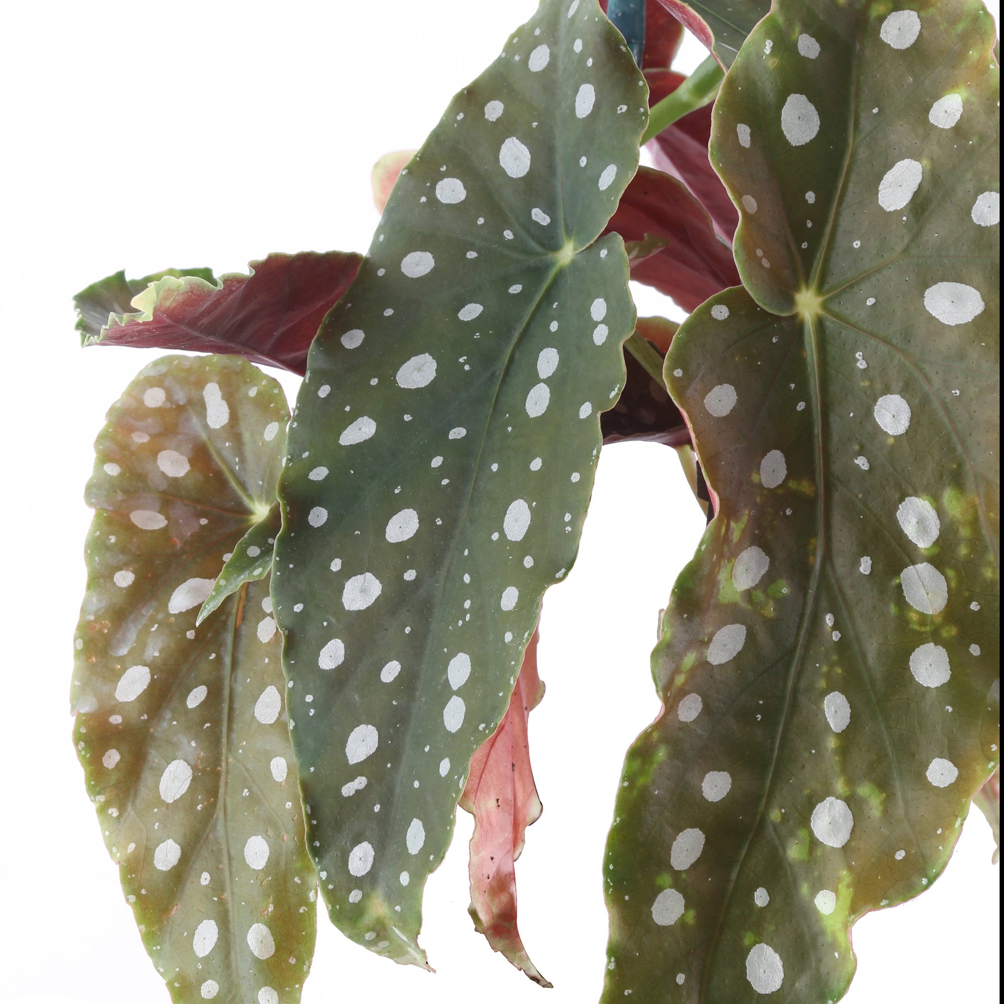 Costa Farms Trending Tropicals Live Indoor 15in. Tall Multi-color Polka Dot Plant; Bright， Indirect Sunlight Plant in 6in. Ceramic Planter