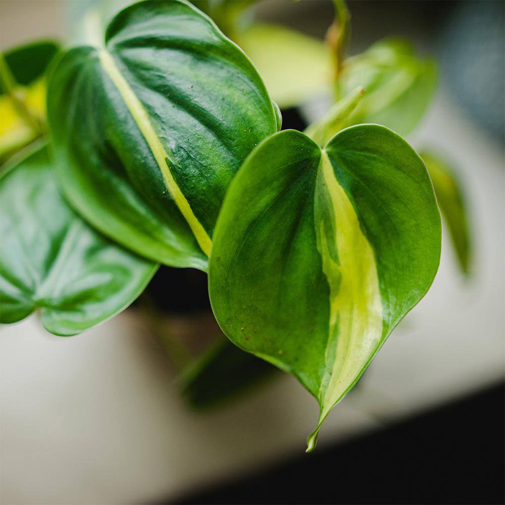 Perfect Plants Philodendron 'Brasil' Indoor Plant in 6 in. Growers Pot (2-Pack) Heavily Variegated Green Vines THD00479