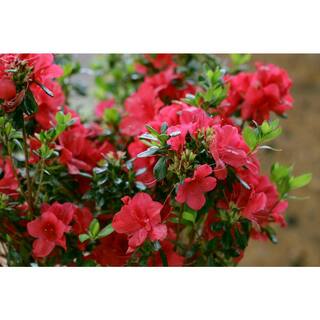 ENCORE AZALEA 1 Gal. Autumn Bonfire Reblooming Azalea Shrub with Red Flowers 80371