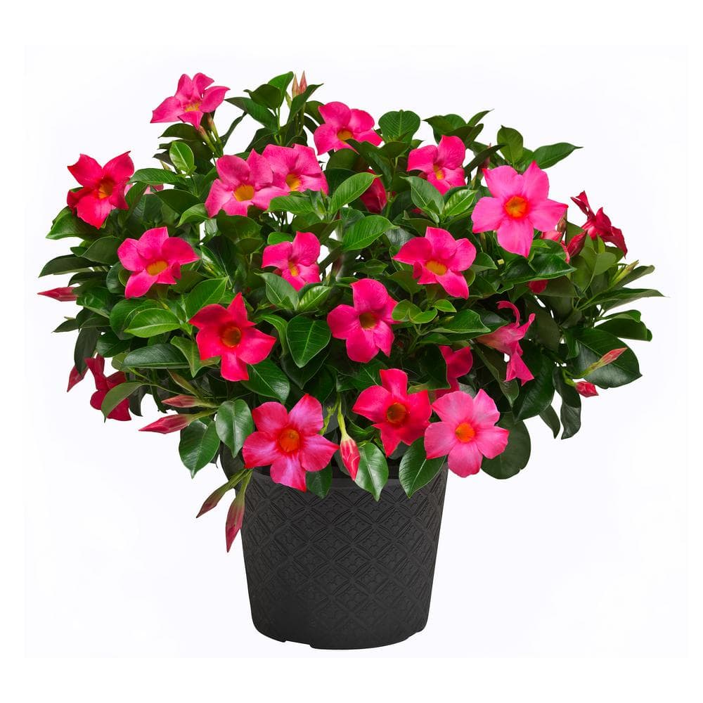 Rio 0.9 Gal. (#9) Patio Pot Dipladenia Flowering Annual Shrub with Pink Blooms 1004124235