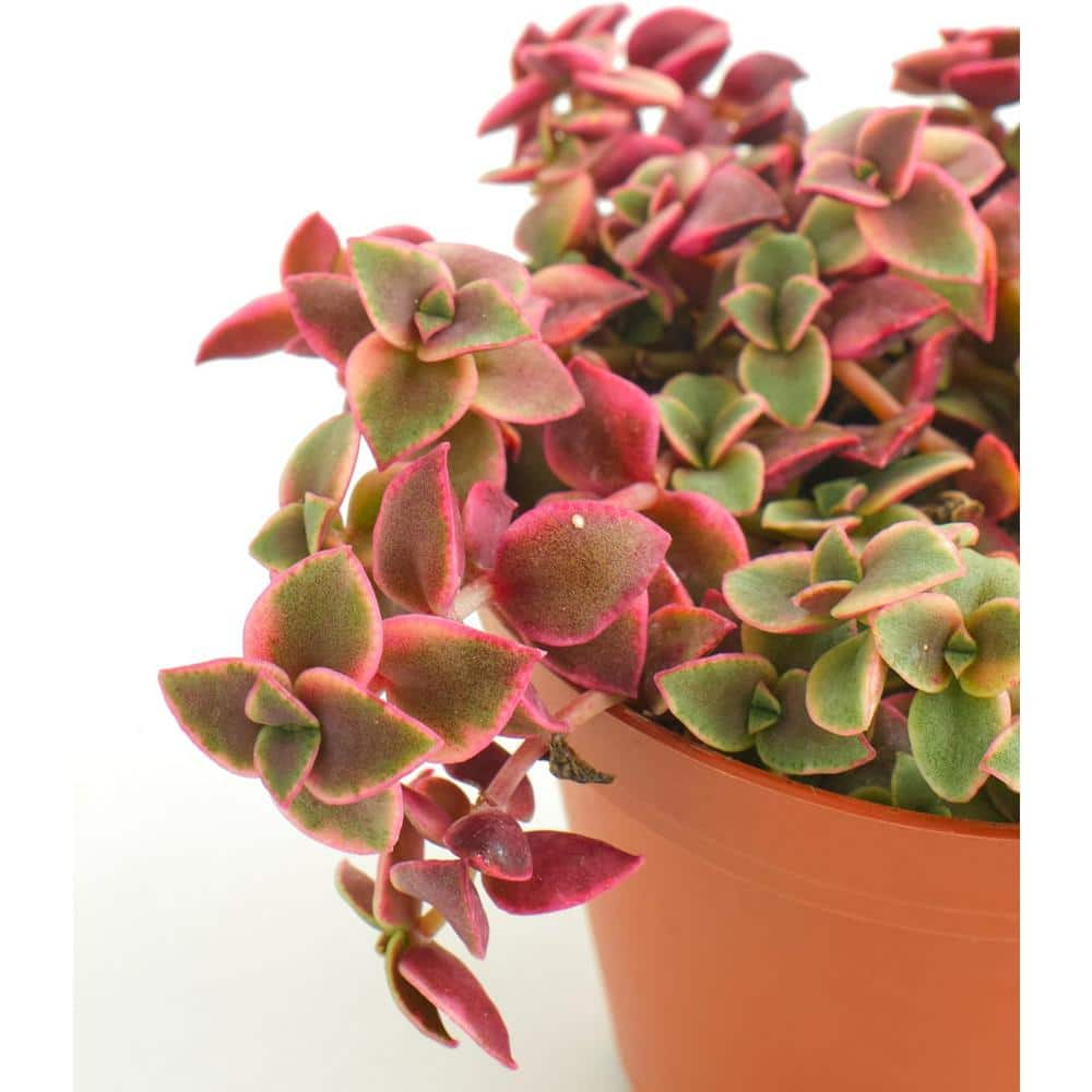 Shop Succulents Calico Kitten Hanging Succulent Crassula Pellucida Variegata Fully Rooted Live 6 in. Succulent Plant with Hanger 1-KITTEN-6