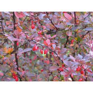 Online Orchards 1 Gal. Rose Glow Barberry Shrub Deep Purple Foliage Naturally Mottled with Rosepink Splashes SBBB003