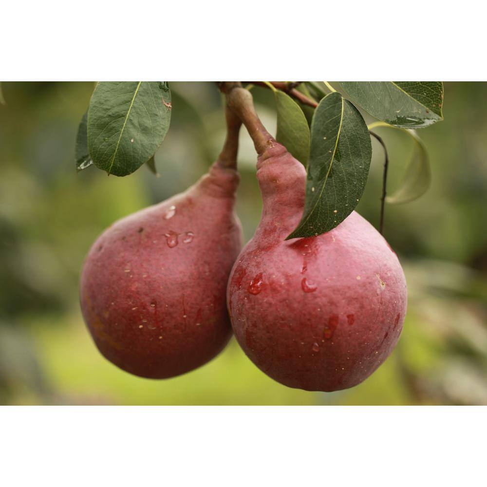 Online Orchards Red Bartlett Pear Tree (Bare-Root 3 ft. to 4 ft. Tall 2-Years Old) FTPR007