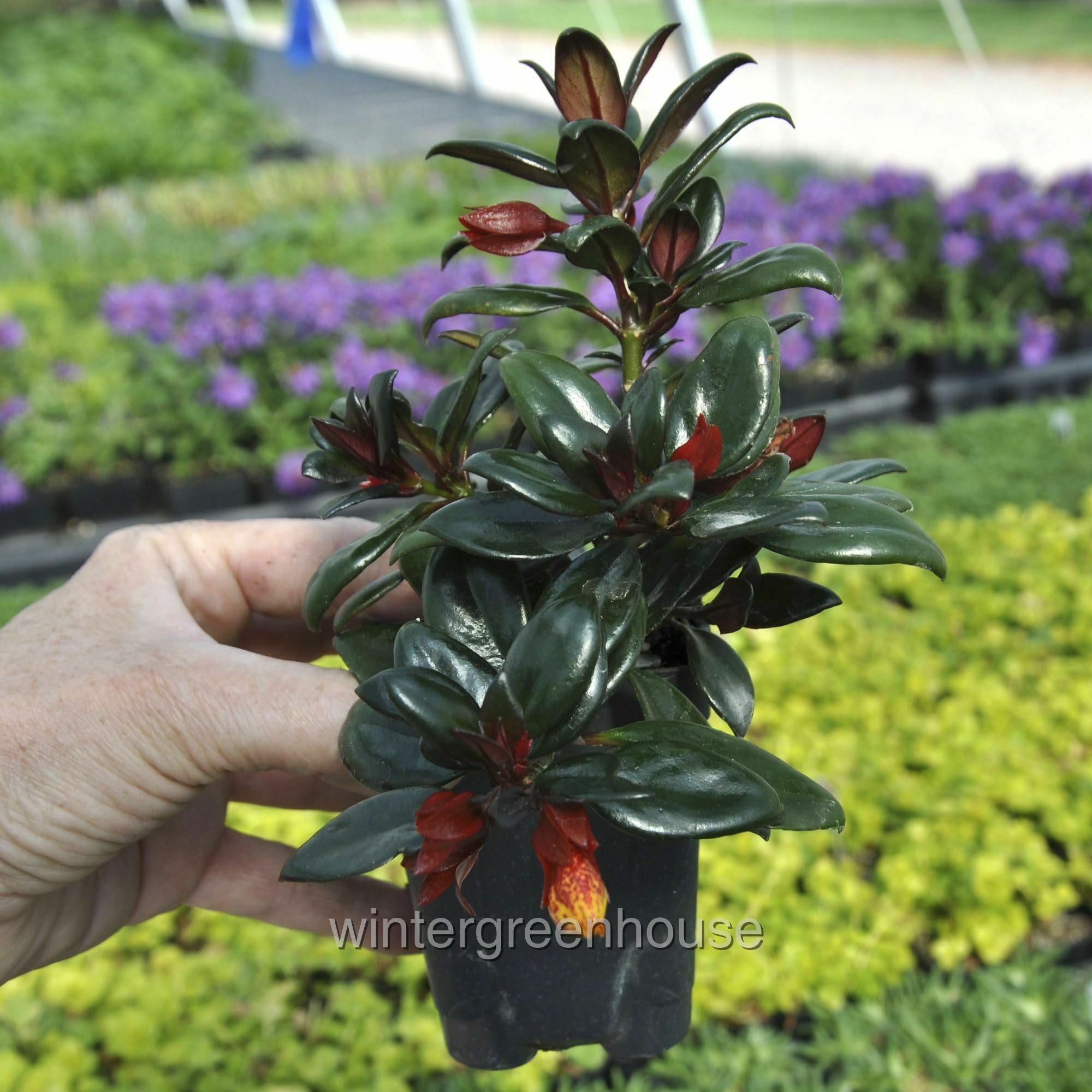 Nematanthus， Goldfish Plant - Pot Size: 3